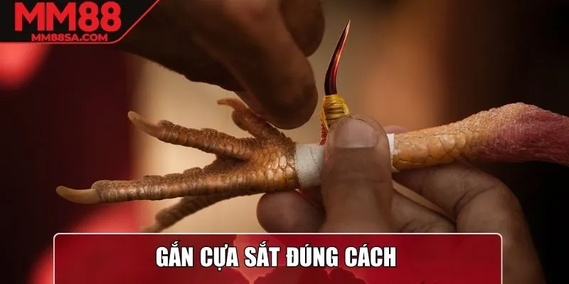 Gắn cựa sắt đúng cách