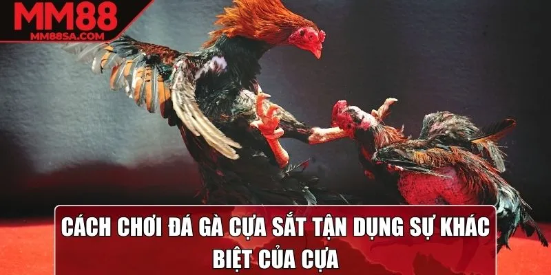 Cách chơi đá gà cựa sắt tận dụng sự khác biệt của cựa